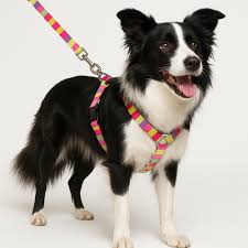 Produto GUIA PEITORAL PARA CACHORRO MÉDIO
